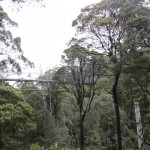 tree top walk