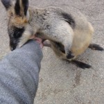 playin with some kangaroos at the wildlife park