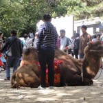 just a camel