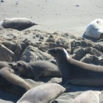 4/5 Friends of the Elephant Seals San Simeon, Ca